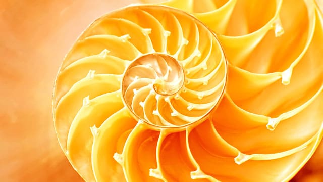 The Golden Ration (Nautilus)